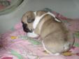 GORGEOUS french bulldog puppies for sale