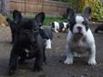 GORGEOUS french bulldog puppies for sale