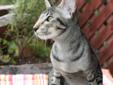 Gorgeous Oriental Shorthair & Siamese Kittens Ready to go