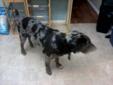 GORGEOUS PUREBRED CATAHOULA LOOKING FOR HIS FOREVER HOME!!!!