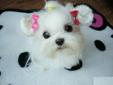 Gorgeous purebreed maltese Baby-Little Prince