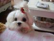 Gorgeous purebreed maltese Baby-Little Prince