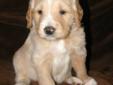Gorgeous, Quality F1 Goldendoodle puppies!!