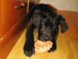 great dane/ Lab cross pups are here!