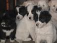 Great Pyrenees / Border Collie Puppies