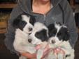 Great Pyrenees / Border Collie Puppies