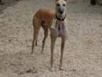 Greyhound Pets of Atlantic Canada - Give a Grey a forever home!
