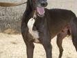 Greyhound Pets of Atlantic Canada - Give a Grey a forever home!