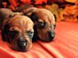 Happy Halloweenies ! Miniature Dachshund Puppies