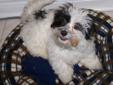 Havanese puppies for sale 2 males and 3 females