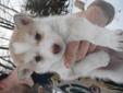 Husky Puppies Forsale