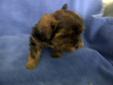 ***Hybred Yorkies est to be 5 to 6 lb***
