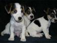 Jack Russel Terrier Puppies (REDUCED)
