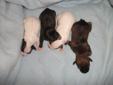 Jack Russell/Chihuahua Puppies