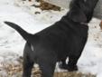 Lab Puppies -- CKC Registered Black Pups -- Ready to GO