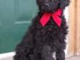LABRADOODLE PUPPIES~READY TO GO
