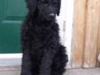 LABRADOODLE PUPPY --READY TO GO-REDUCED!!