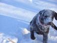 Labrador Retrievers Puppies-Black- English Lines-***READY NOW***