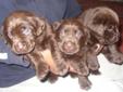 Labrador Retrievers Puppies-Black- English Lines-***READY NOW***