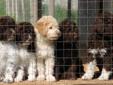 Lagotto Puppies- The Worlds Leading Detection Dog (truffling)