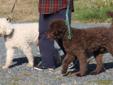 Lagotto Puppies- The Worlds Leading Detection Dog (truffling)
