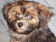 Last Lonely Shihzu/Yorkie Boy Looking for Forever Home