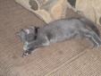 Leo, a 5 month old, Russian Blue Mix, looking for a new Home!!!