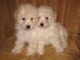 Light Poodle Puppies