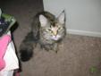 Loveable Kitten Needs New Loving Home Now!!!