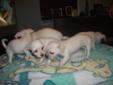 MALCHI PUPPIES FOR SALE