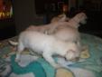 MALCHI PUPPIES FOR SALE