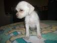 MALCHI PUPPY FOR SALE - REDUCED FOR THE NEXT 24 HOURS ONLY