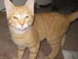Male Orange Tabby Kitten