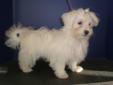 MALTESE FEMALE AND 2 MALES