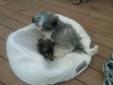 Maltese/Shihtzu and Shihtzu/Yorkshire Terrier for sale! Cute!