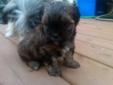 Maltese/Shihtzu and Shihtzu/Yorkshire Terrier for sale! Cute!