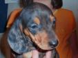 Mini Dachshund puppies ( only one little male left)