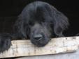 Newfoundland Puppy! Just in time for Valentines Day!