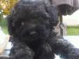 One Beautiful Toy Poodle Left