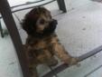 One Beautiful Toy Poodle Left