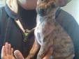 One Chihuahua/ Dachshund Mix left UPDATED PIC!! Lower price!!