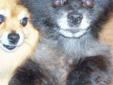 One Male and One female Pomeranian