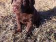 Only 1 Beautiful Pure Chocolate Lab Puppy