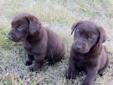 Only 1 Beautiful Pure Chocolate Lab Puppy