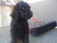 Only 1 female standard poodle puppy left