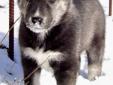 Only 1 rare male Agouti Husky available for Feb 14.