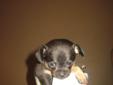 Only 2 Chihuahua X puppies left!