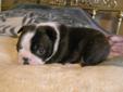 ONLY 2 LEFT TO CHOSE FROM**BOSTON TERRIER 1 BOY-1 GIRL LEFT.