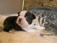 ONLY 2 LEFT TO CHOSE FROM**BOSTON TERRIER 1 BOY-1 GIRL LEFT.