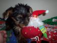 ONLY ONE LEFT!! YORKIE PUP!